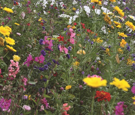 ColourMax - Pollinator Paradise Flower Seed